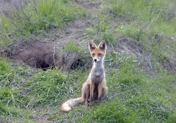 Fox with his brood of cubs