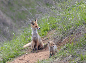 Fox with his brood of cubs
