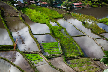   terrace   field for  coultivation of rice