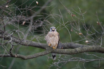 チョウゲンボウ