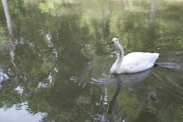 Obraz premium White swan