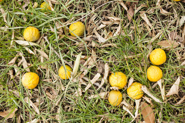 Fruits of bergamot tree