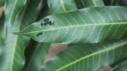 Worm eggs on mango leaves