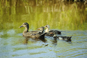 Canards