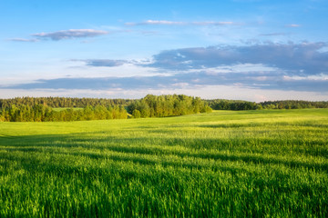 Fototapeta premium Beautiful green field of young shoots of cereals on the background the blue sky with with clouds, illuminated by the rays of the evening sun