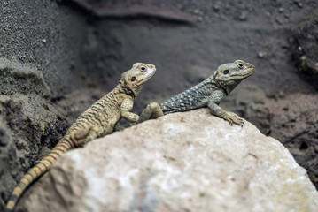 Beautiful Painted Dragon reptile Stellagama Stellio Brachydactyla on rock