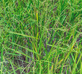   close up of a rice cereal cultivation    field