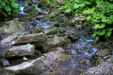 Forest on the Canyanka waterfall