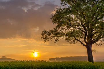 Tree on a raps field at sunrise