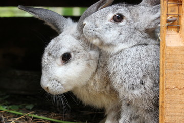 a pair of rabbit