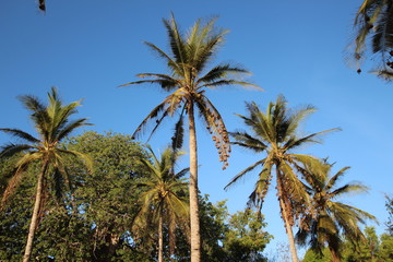 Weaverbird´s Nests on Coconut Palm Tree / Kizimkazi, Zanzibar Island, Tanzania, Indian Ocean, Africa