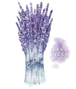 Watercolor Lavender Bouquet