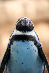 ペンギンのポートレート