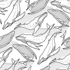 Graphic humpback whale pattern