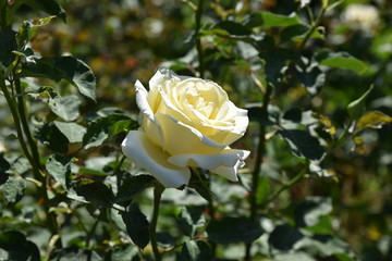 Rose jaune p&acirc;le au printemps au jardin