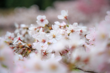 桜の花