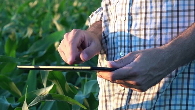 Agronomist using tablet computer in corn field, close up of male farmer hands using modern device and app in agricultural production