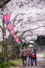 Fototapeta premium 桜とランタン