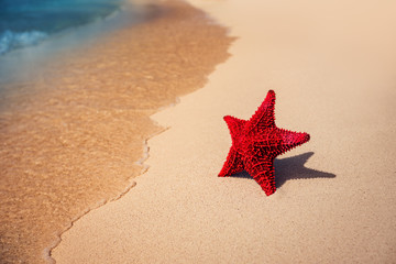 Seastar or sea starfish standing on the beach.