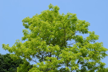 新緑と青空
