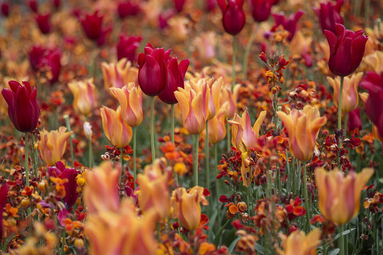 Stunning vibrant shallow depth of field landscape image of flowerbed full of tulips in Spring