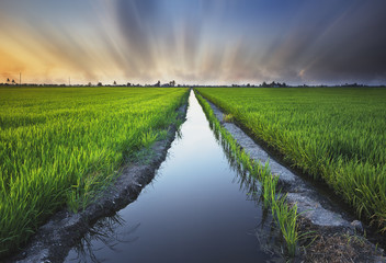 A long exposure shot of irrigation system at paddy field.