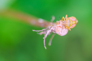 A small forest bug on a dandelion. Moscow region