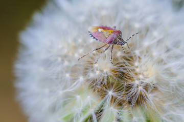 A small forest bug on a dandelion. Moscow region