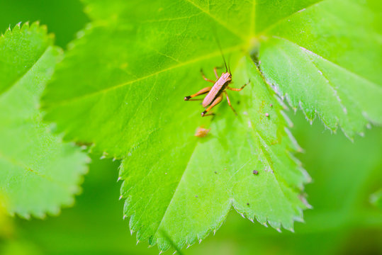 A small forest cricket on a dandelion. Moscow region