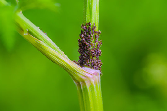 Aphids and ants on the stalk of burdock in the spring forest. Moscow region
