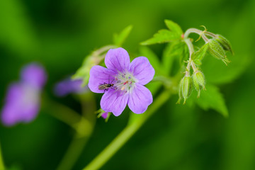 Forest flowers in the spring forest. Moscow region