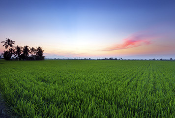 Paddy field in one of the state in Malaysia where its provide important source of food to the people.