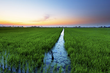 Irrigation system was efficiently build to supply adequate water to the crops.