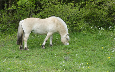 Obraz na płótnie Canvas Horse