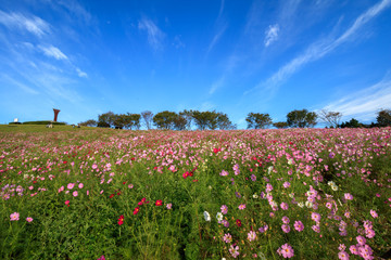 コスモス畑