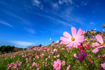 コスモス畑