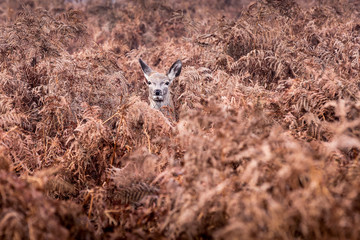 Deer peek