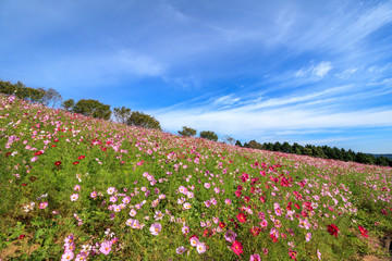コスモス畑