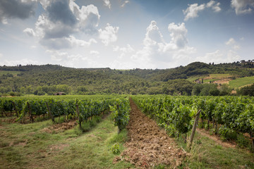Fototapeta na wymiar Tuscan vines