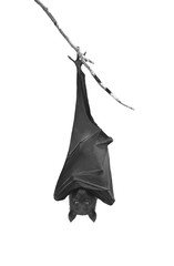 Bats hanging upside down in the tree branch, isolated on white background