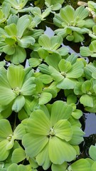 duckweed, aquatic plants.