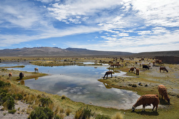 Vigognes et alpagas de l'altiplano andin au Pérou