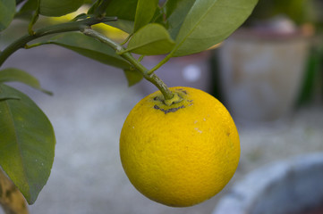 Lemon Bush