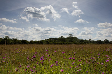 Lower Mill meadow