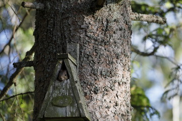 The squirrel has found a new overnight place