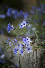 Beautiful image of wild blue phlox flower in Spring overflowing from vintage planter box