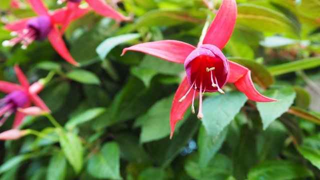 The red hanging flower