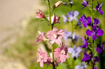 Beautiful bright pink blue violet flowers on a blurred green grass background on a summer day