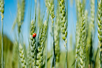 Green grass of wheat with ladybug of red color beetle on blurred green field background and blue sky on a summer day outdoors