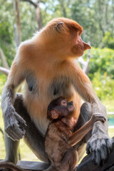 Proboscis monkey with baby monkey sitting on the wood. Adult female monkey with infant,  Labuk bay, Sabah, Borneo island. Travel Malaysia